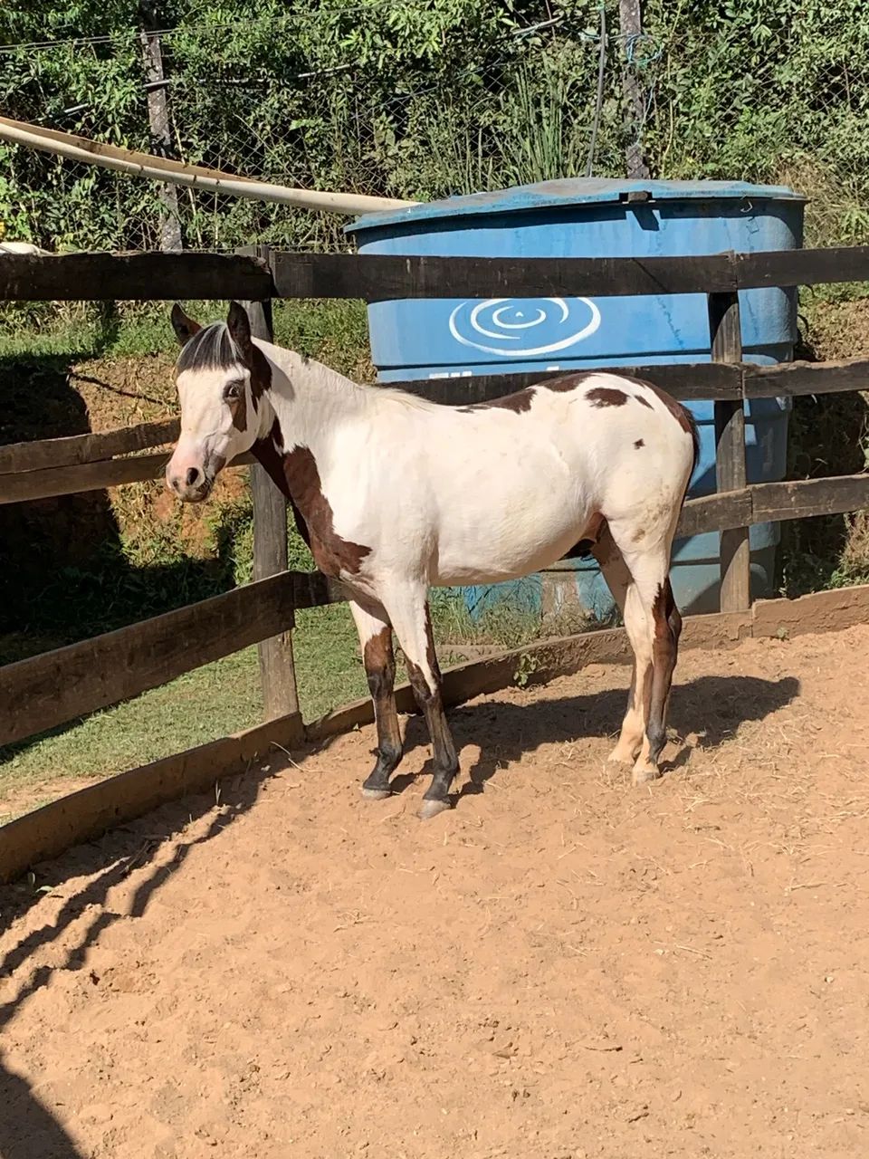 Potro crioulo oveiro Colorado - Foto 2