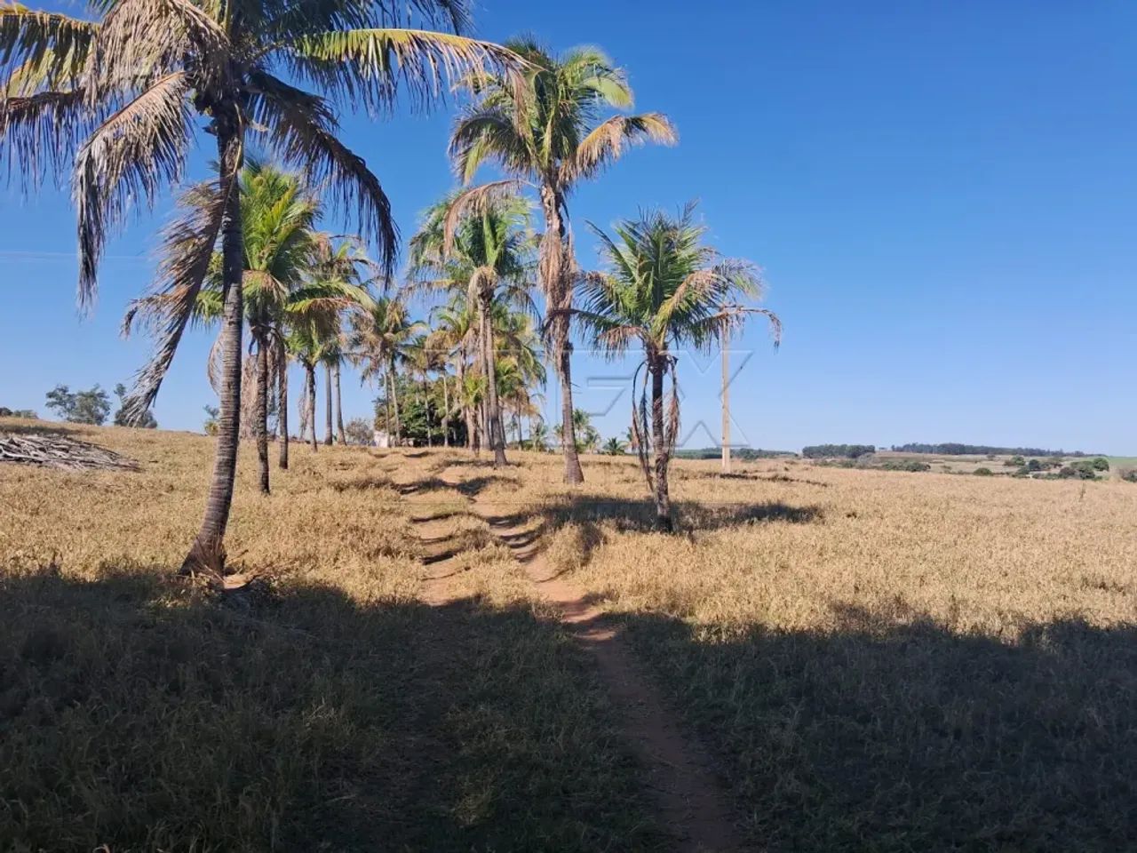 Sitio Guimbe SP - 11 Alqueires - Foto 2
