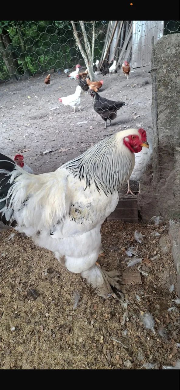 Galinha e frango  e adubo  - Foto 2