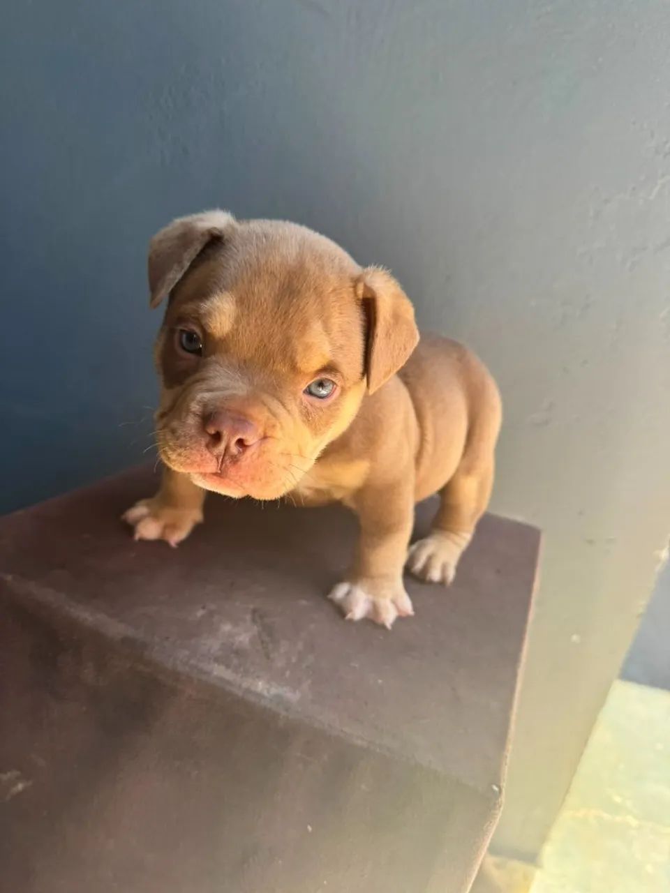 AMERICAN BULLY  - Foto 5