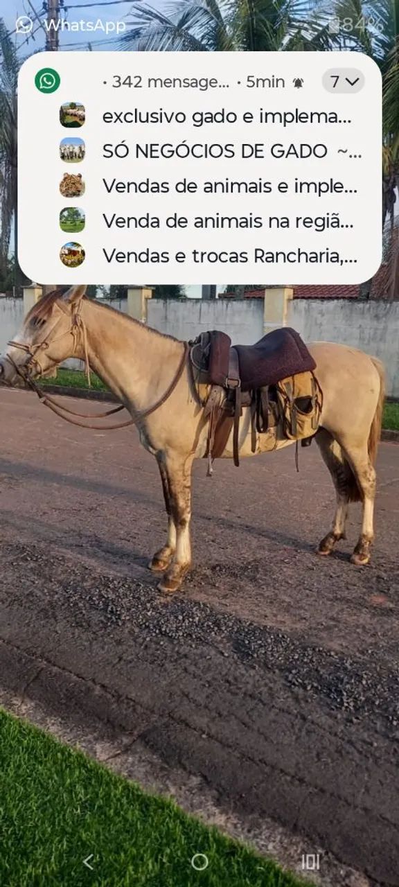 Cavalo  - Foto 3