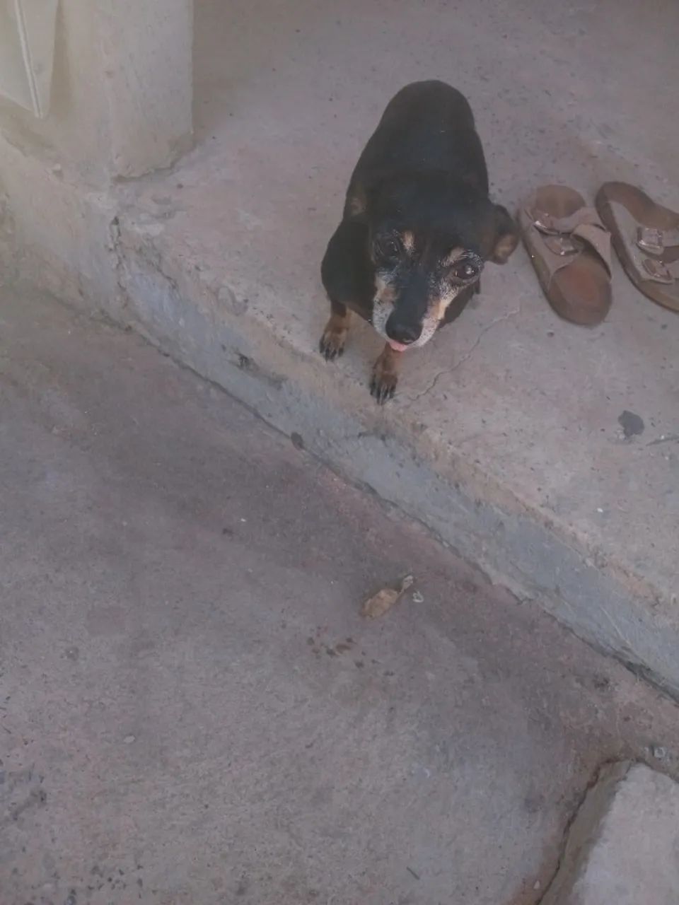 Cáchorro  - Foto 2