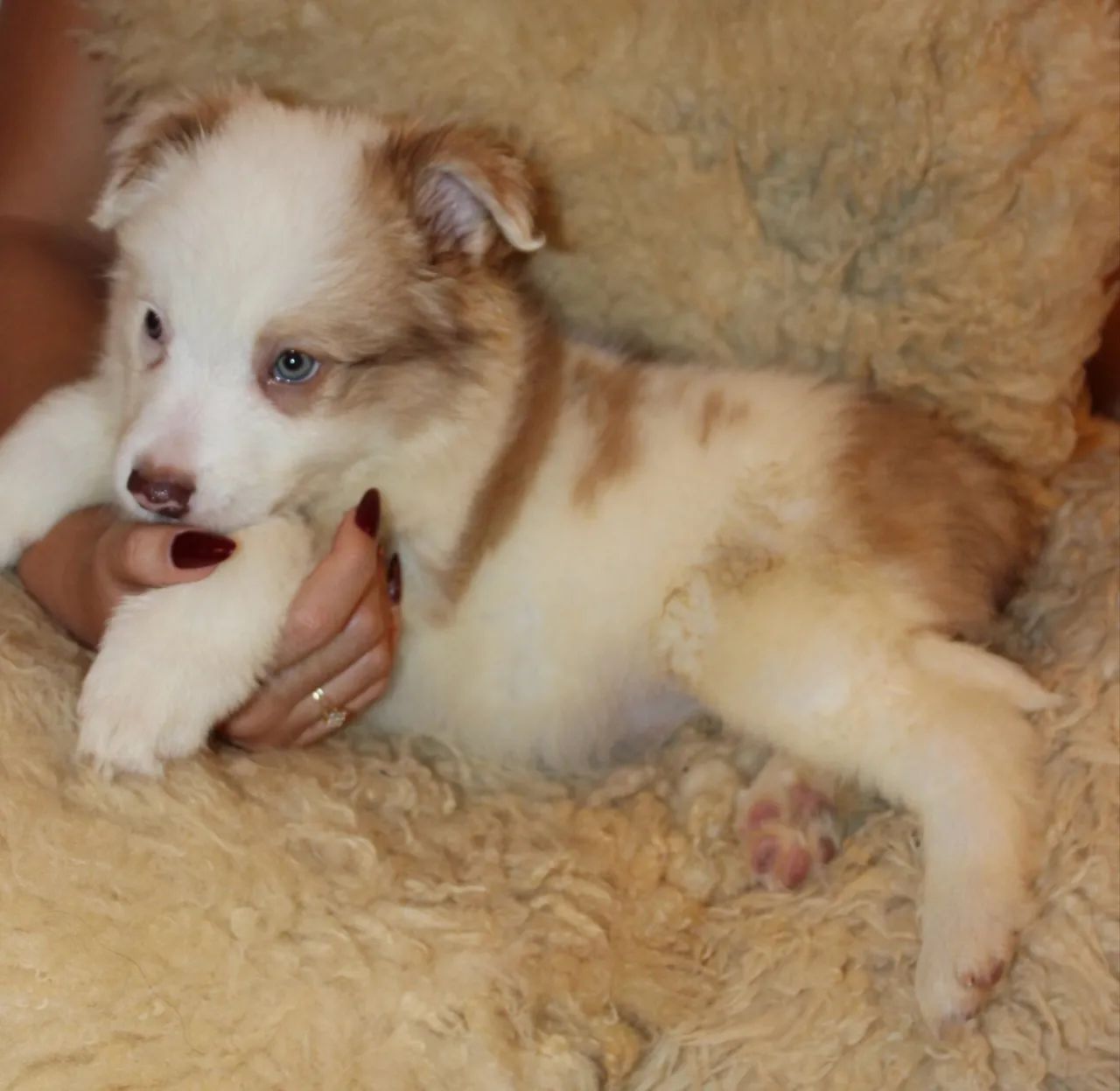 Filhotes Border Collie Macho  - Foto 4