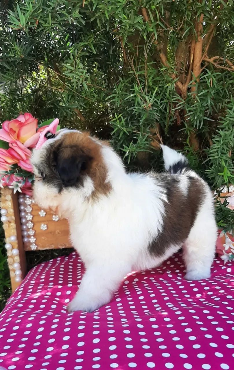 Princesa Shih-tzu  - Foto 3