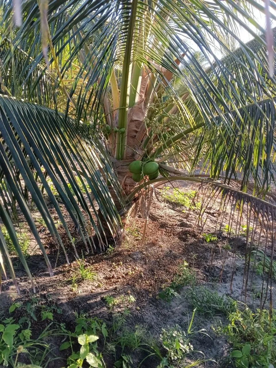 Terreno  - Foto 2