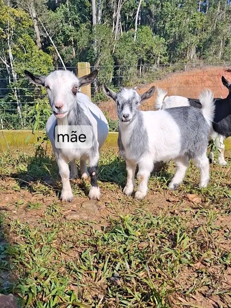 Mini cabra  - Foto 2