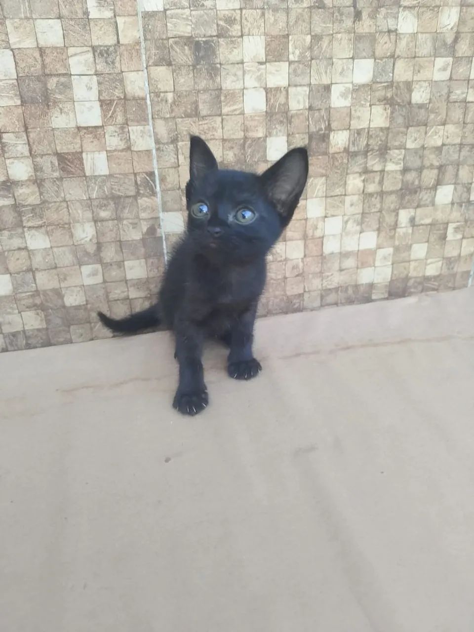 Doação de gatinhos - Foto 2