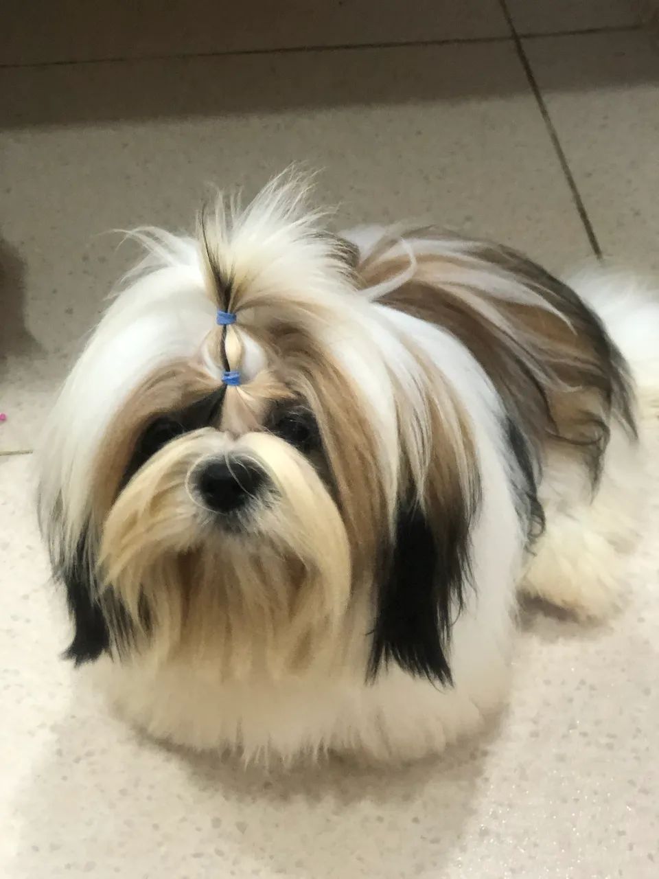 Shih tzu Macho  - Foto 2