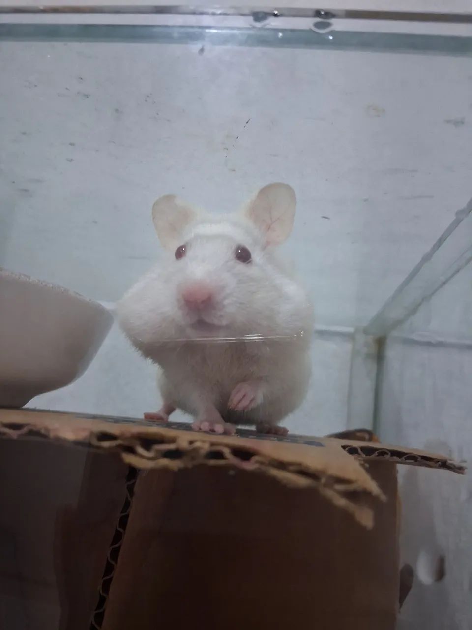 Roedor hamster sírio - Foto 2