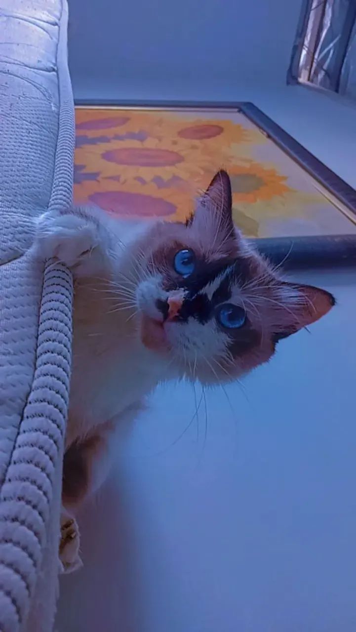 Gata linda  - Foto 3