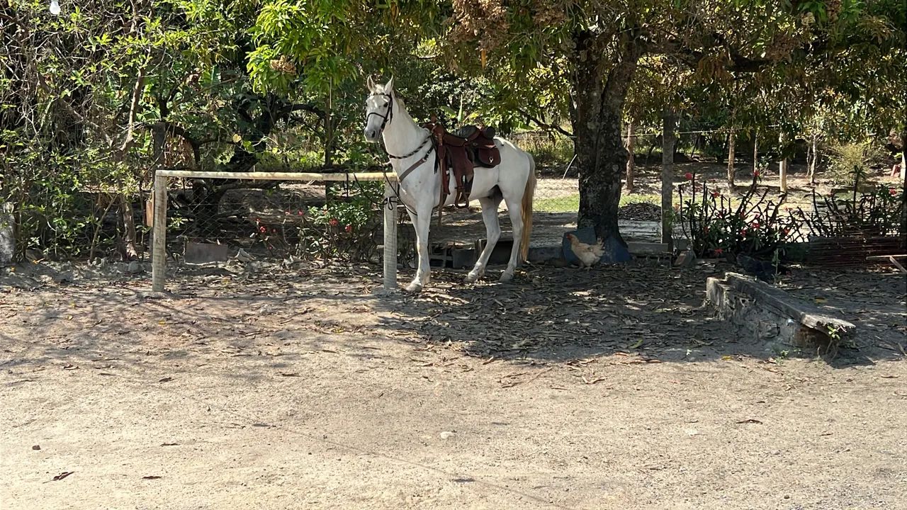 Cavalo  - Foto 2