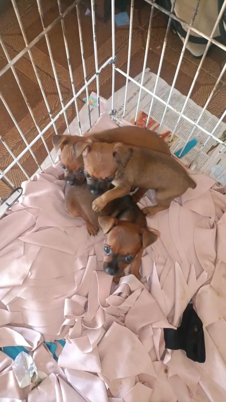 Cachorro várias raças  - Foto 2