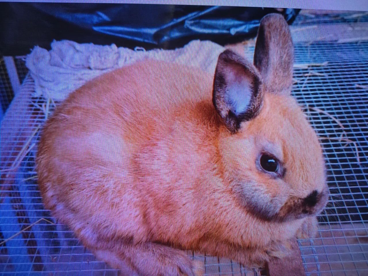 Vende se Coelho Netherland Dwarf