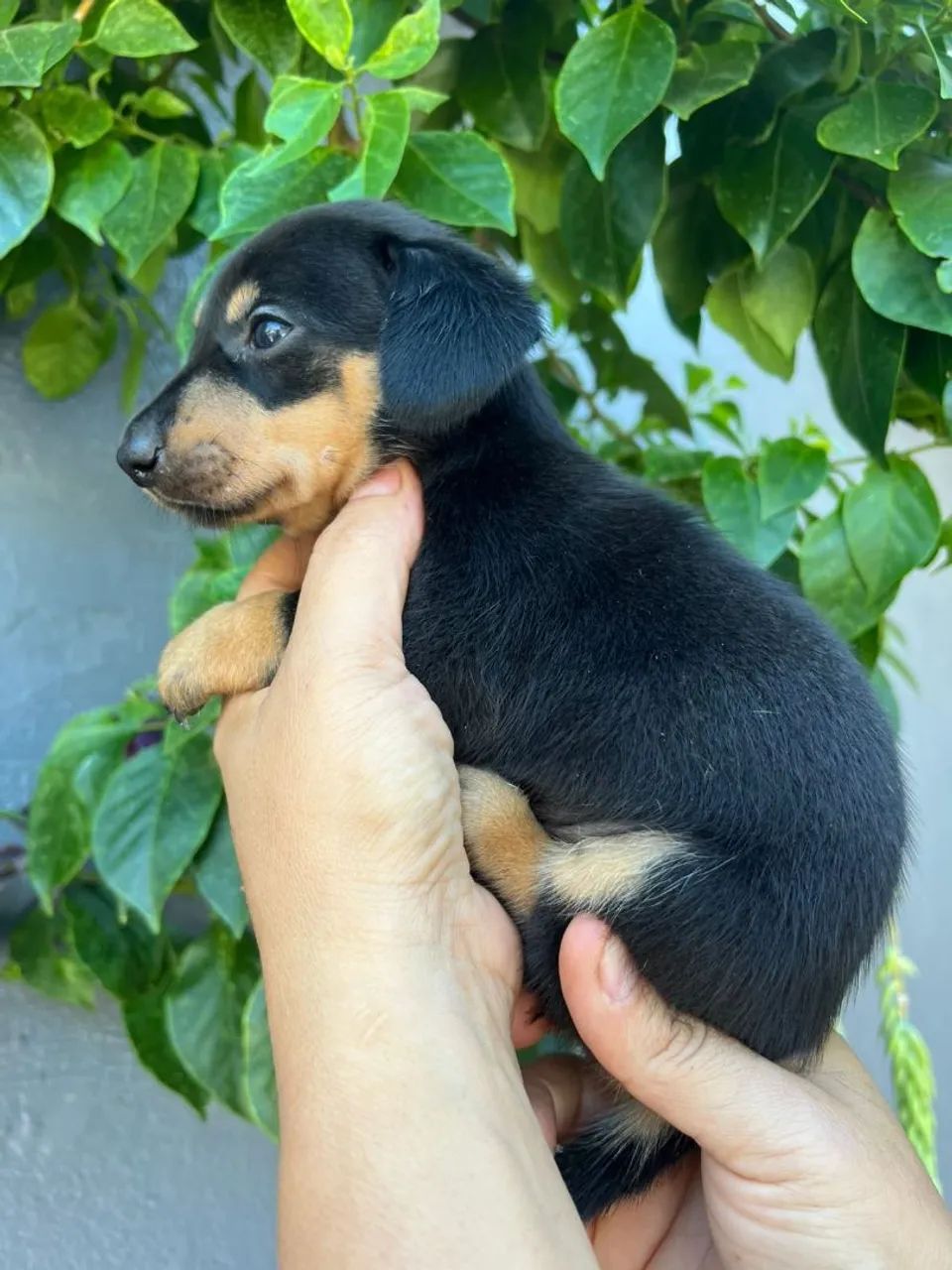 Filhotes Daschund linguicinha  - Foto 3