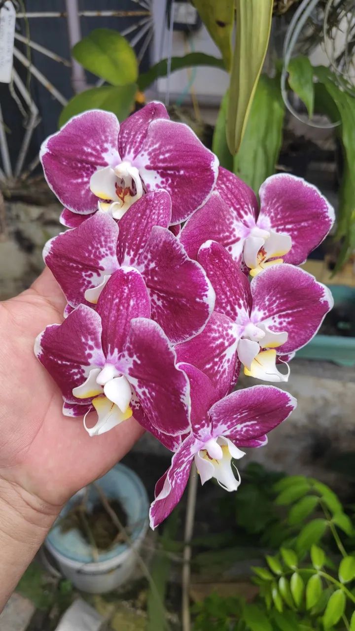 Orquídea Cattleya, Phal e outras - Foto 3