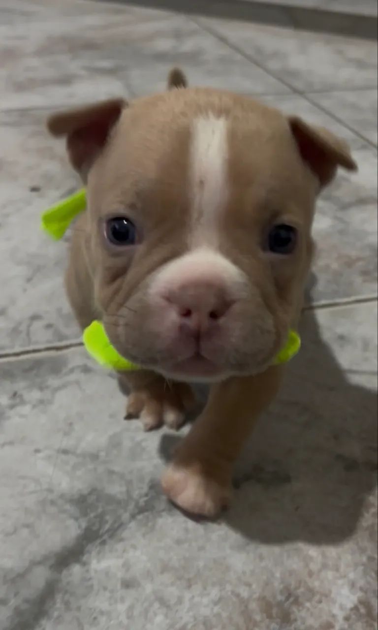 American Bully Micro  - Foto 5