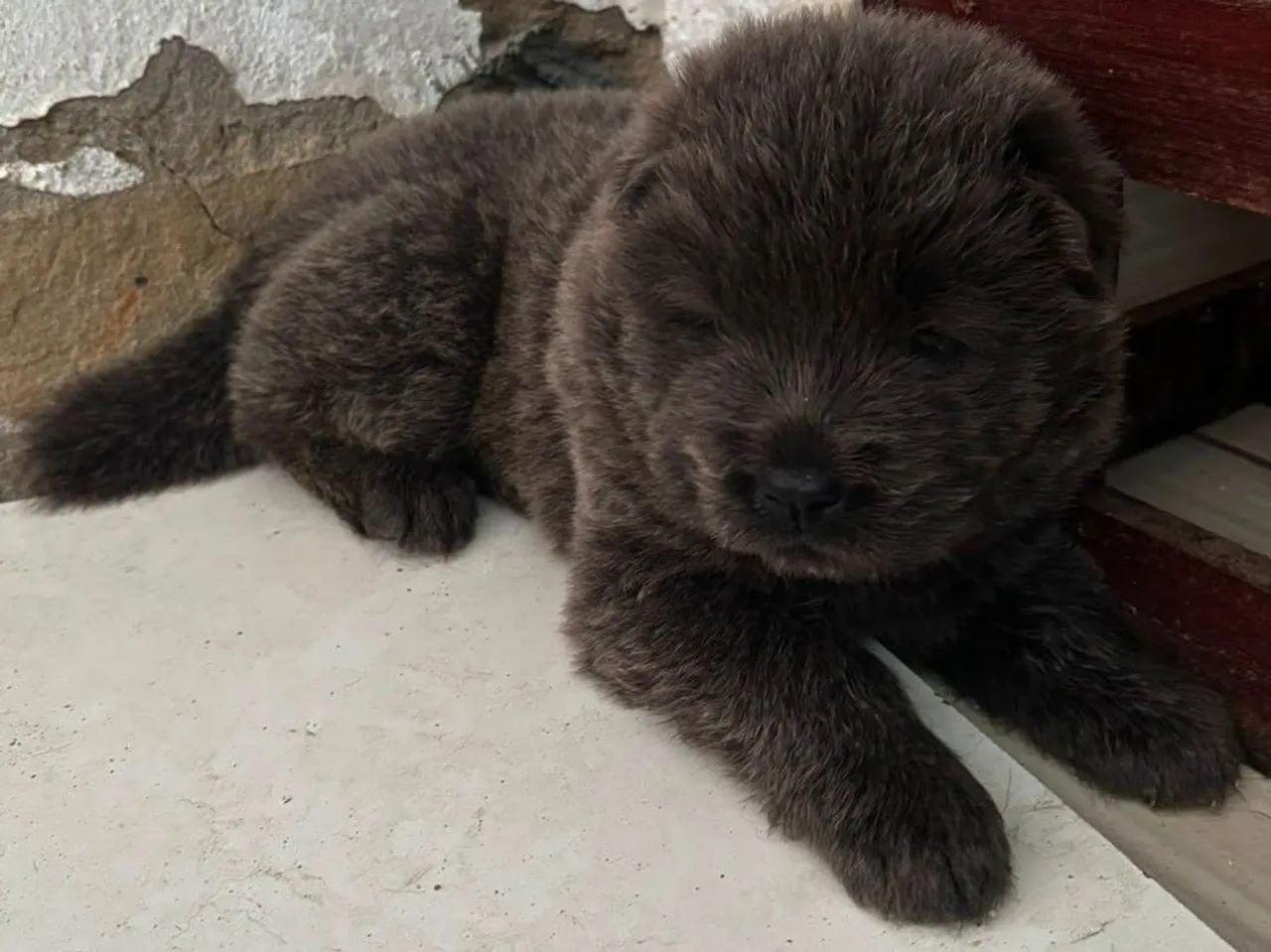 Vendo Filhote de Chow Chow  - Foto 2