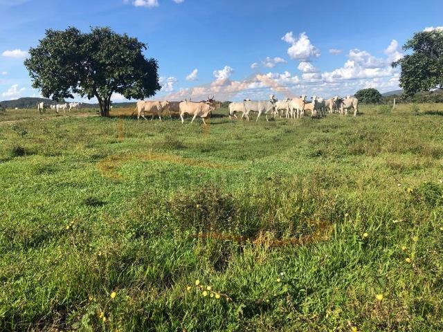 9Fazenda de 2.560 hectares para Venda, em Paranatinga / MT - Foto 17