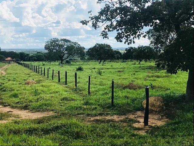 Fazenda 354,hectares - Foto 7