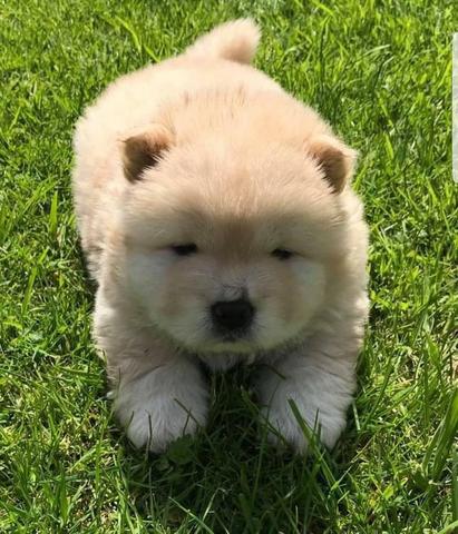 Chow-chow creme/laranja/preto, temos 7 clinicas para qualquer tipo de atendimento gratuito