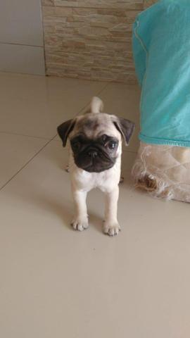 Filhote de Pug fêmea - Foto 3
