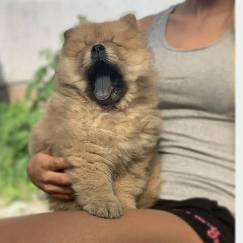 Chow-chow creme/laranja/preto, temos 7 clinicas para qualquer tipo de atendimento gratuito