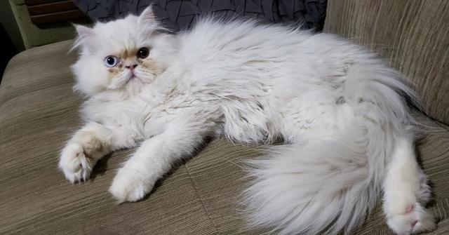 Gato Persa heterocromia - Foto 2
