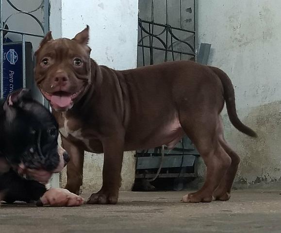 Filhote de American Bully - Foto 5