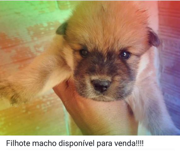 Filhotes de Chow Chow