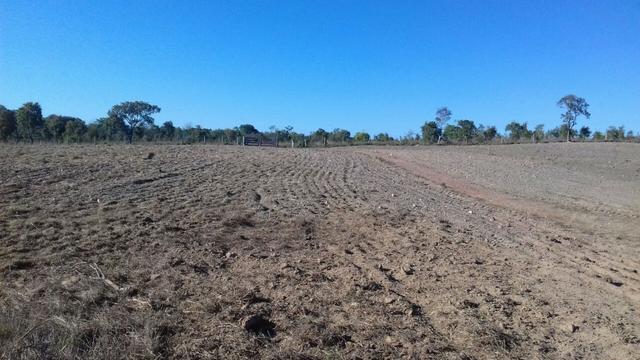 Fazenda Tocantins 1.626 ha gado pecuária soja Couto de Magalhães prox. Guaraí Palmas - Foto 8