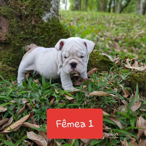Lindos Filhotes de Bulldog Inglês - Foto 2