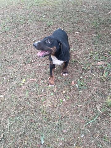 Filhote de bull terrier inglês tricolor vacinado e vermifugado - Foto 4