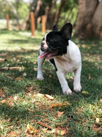 Bulldog francês - Foto 2