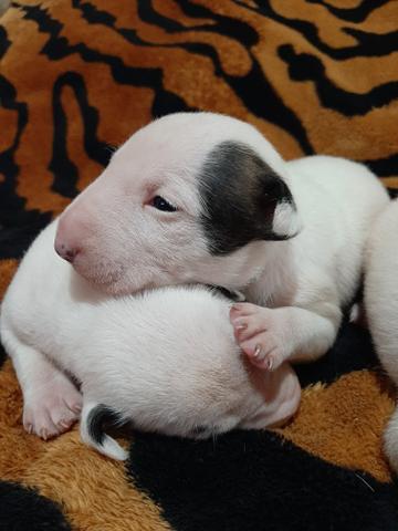 Bull terrier Standard - Foto 3