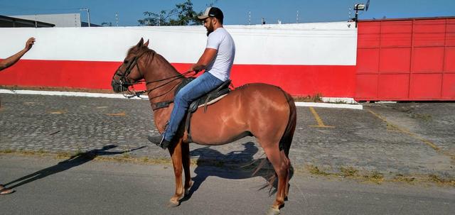 Cavalo Lazão Baixeiro. - Foto 4