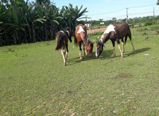 Vendo ou troco - Foto 2