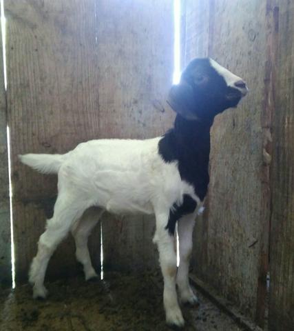Cabras e bodinhos - Foto 5