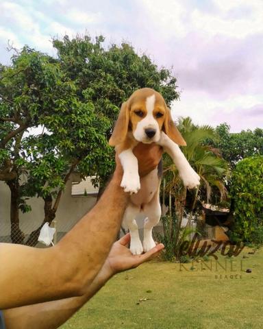 Beagle Filhotes, Ótima Linhagem - Foto 3
