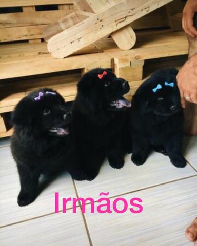 Filhote de Chow-Chow (Língua Roxa) - Foto 3