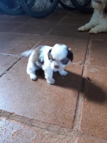 Vendo Filhotes de Shih Tzu - Foto 6