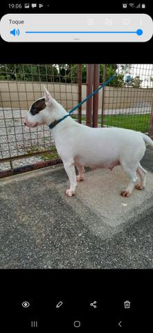Bull terrier Standard - Foto 5