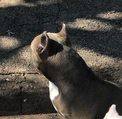 American Bully - Foto 5