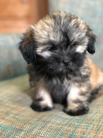 Lindos Filhotes Fêmeas Lhasa Apso Purissimas - Foto 5