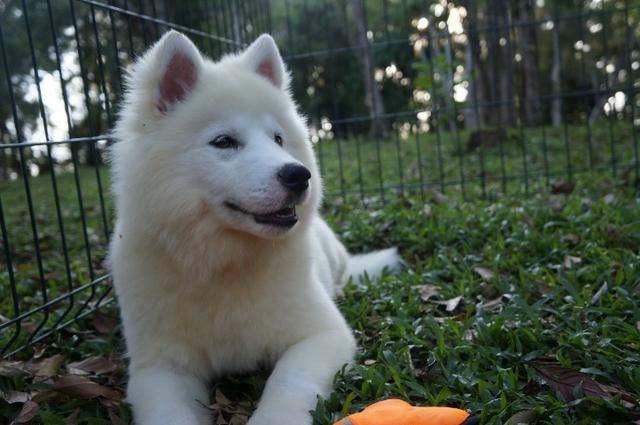 Lindos Filhotes De Husky Siberano - Pelagem Wooly - Foto 5