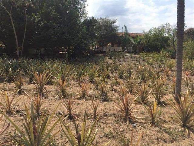 Fazenda de 170 hectares. São Gabriel do Oeste - Foto 3