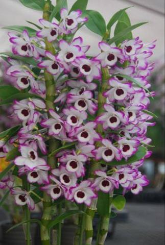 Curso Como Cuidar de Orquídeas + 2 Super bonus - Foto 2