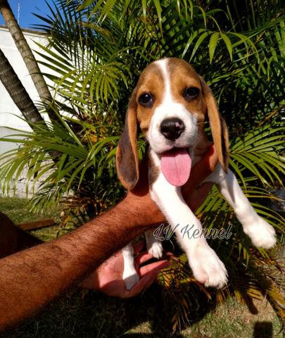 Beagle Filhotes, Ótima Linhagem