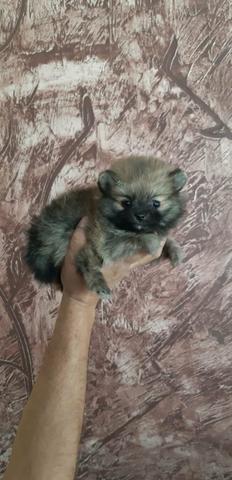 Ursinha baby face bibelô laranja de Lulu da Pomerânia - Foto 3