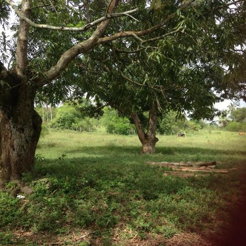 Excelente - Fazenda Espopa - Foto 5