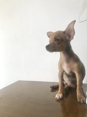 Filhote fêmea de Pinscher 0 - Foto 3